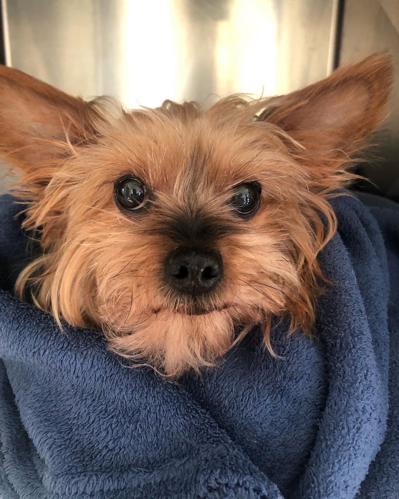 P.A.C. Veterinario San Lazaro — Perro