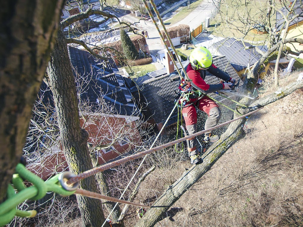 Poda i tala d'arbres & neteja i desbrossament de parcel*les URBAN FOREST