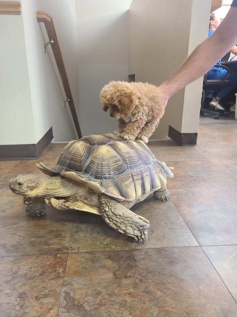 Veterinarian in Alpine