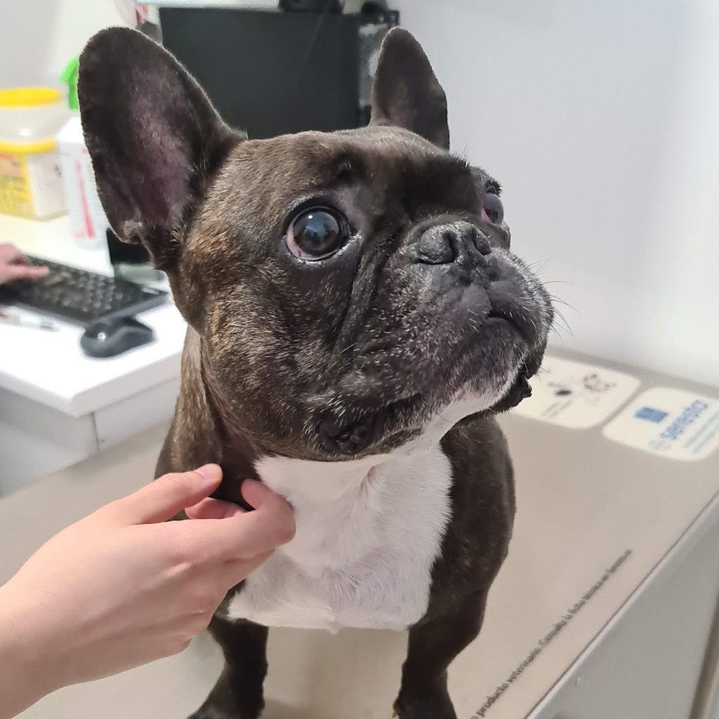 Quetzal Clinica Veterinaria — Perro