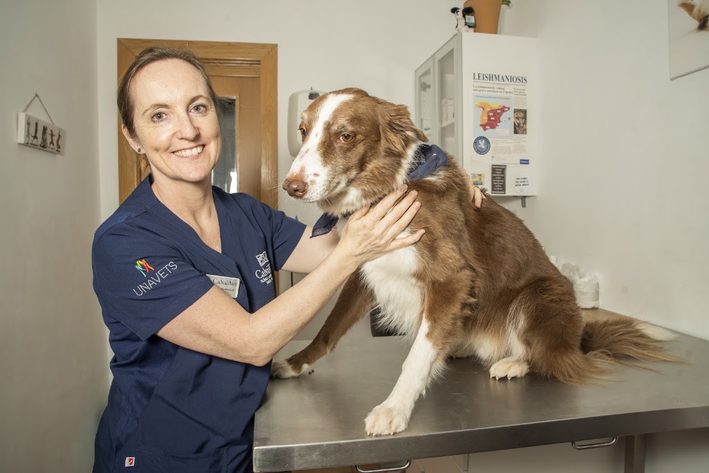 Clinica Veterinaria CalviaVet — Del propietario