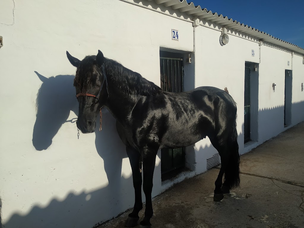 Escuela Ecuestre Menorquina