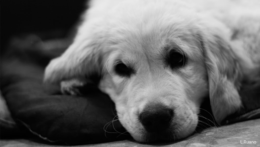 Policlinica Veterinaria COVIVET