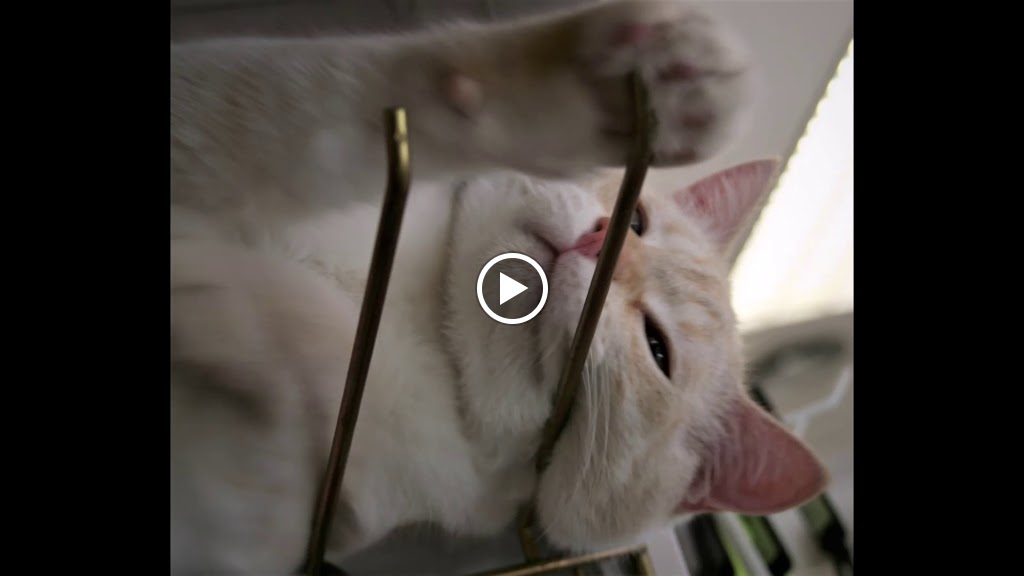 CLINICA VETERINARIA BUTRAGUENO — Del propietario