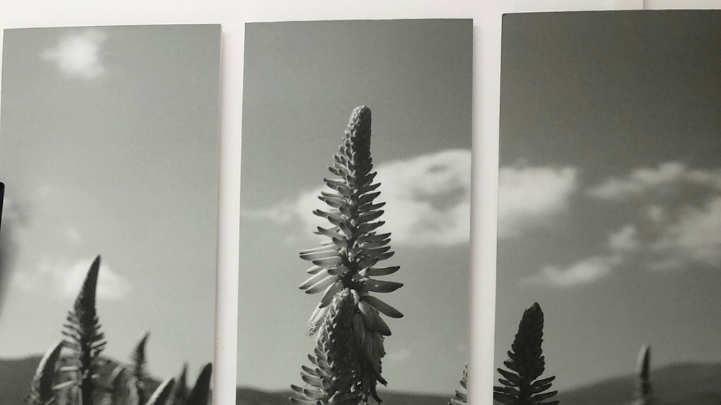 Museo Aloe Vera Teguise