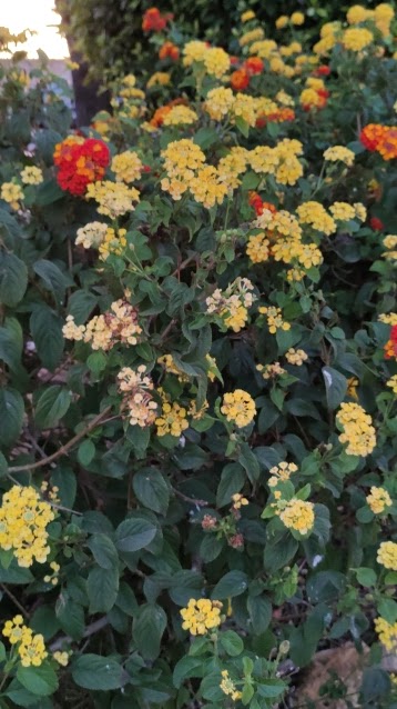 Mirador de Aljaraque