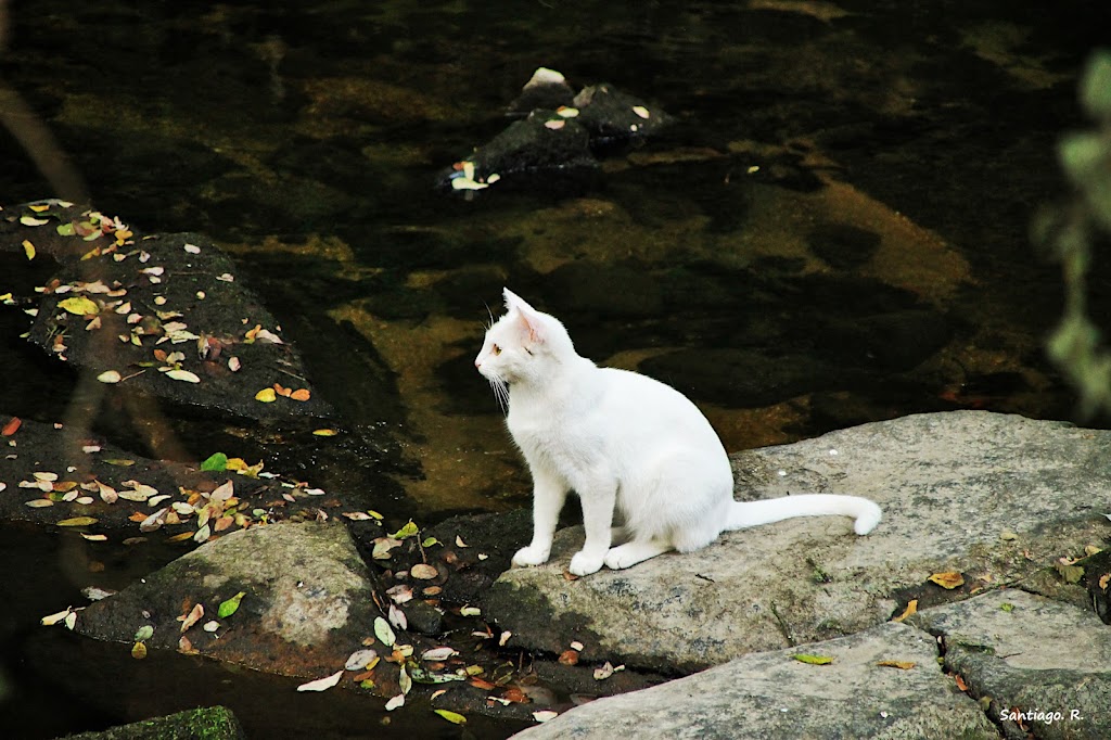 Paseo dos Muinos