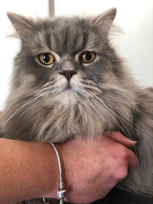 Gato