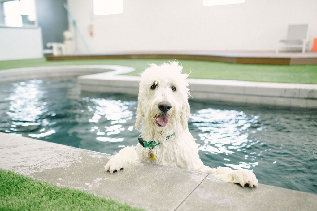 Pet boarding service in Murray
