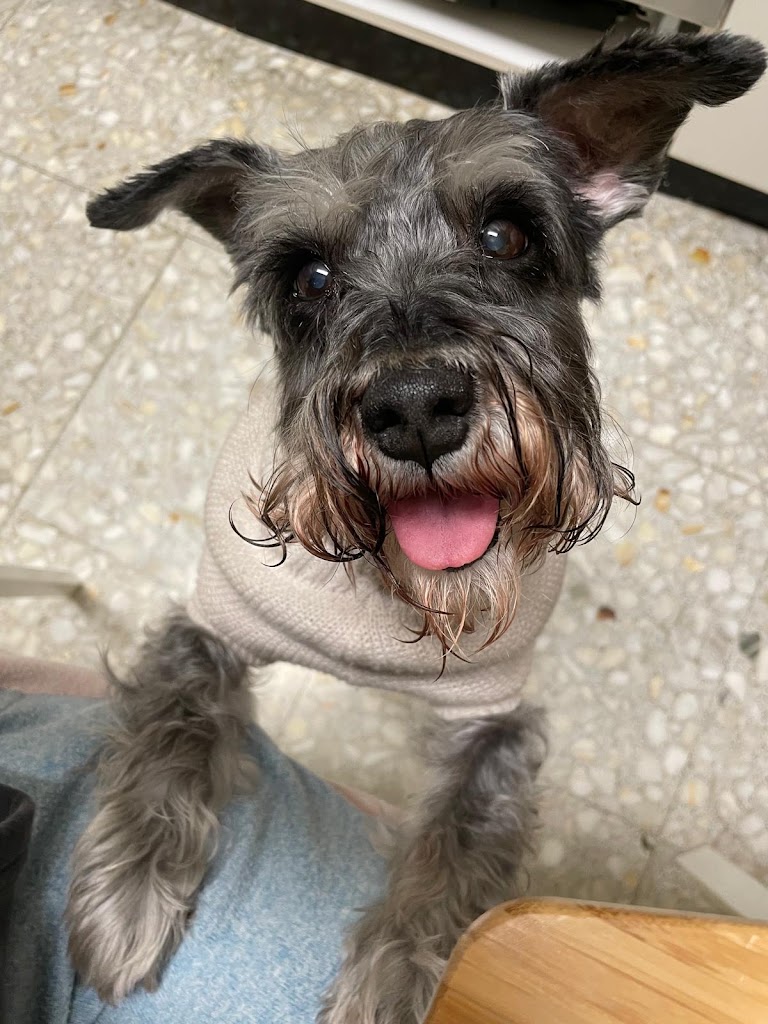 Centro Veterinario Ego-Gain — Perro