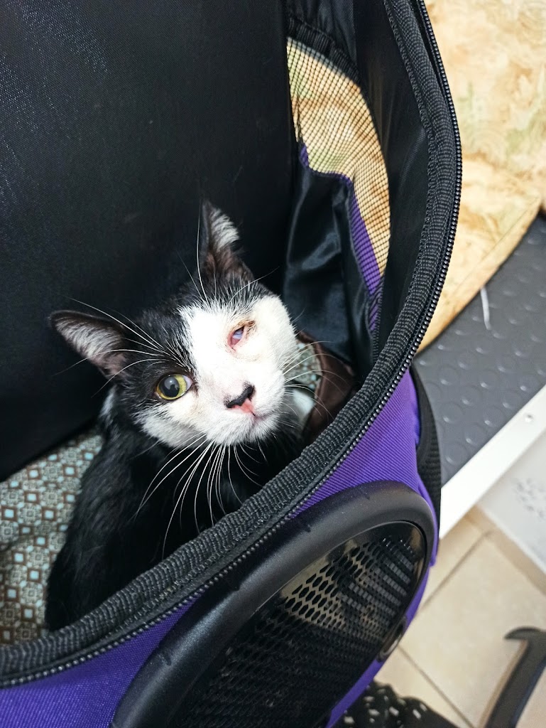 Gato
