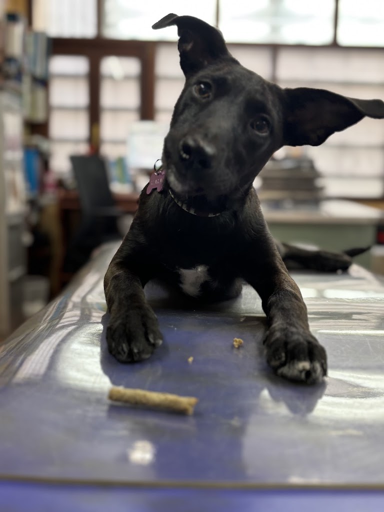 Clinica Veterinaria Casares — Perro