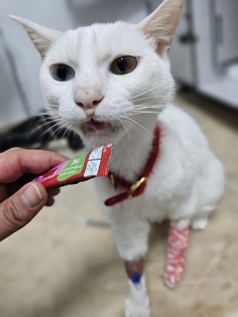 Hospital Veterinario Beade — Del propietario