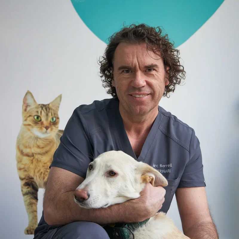 Dos Vet — Gato