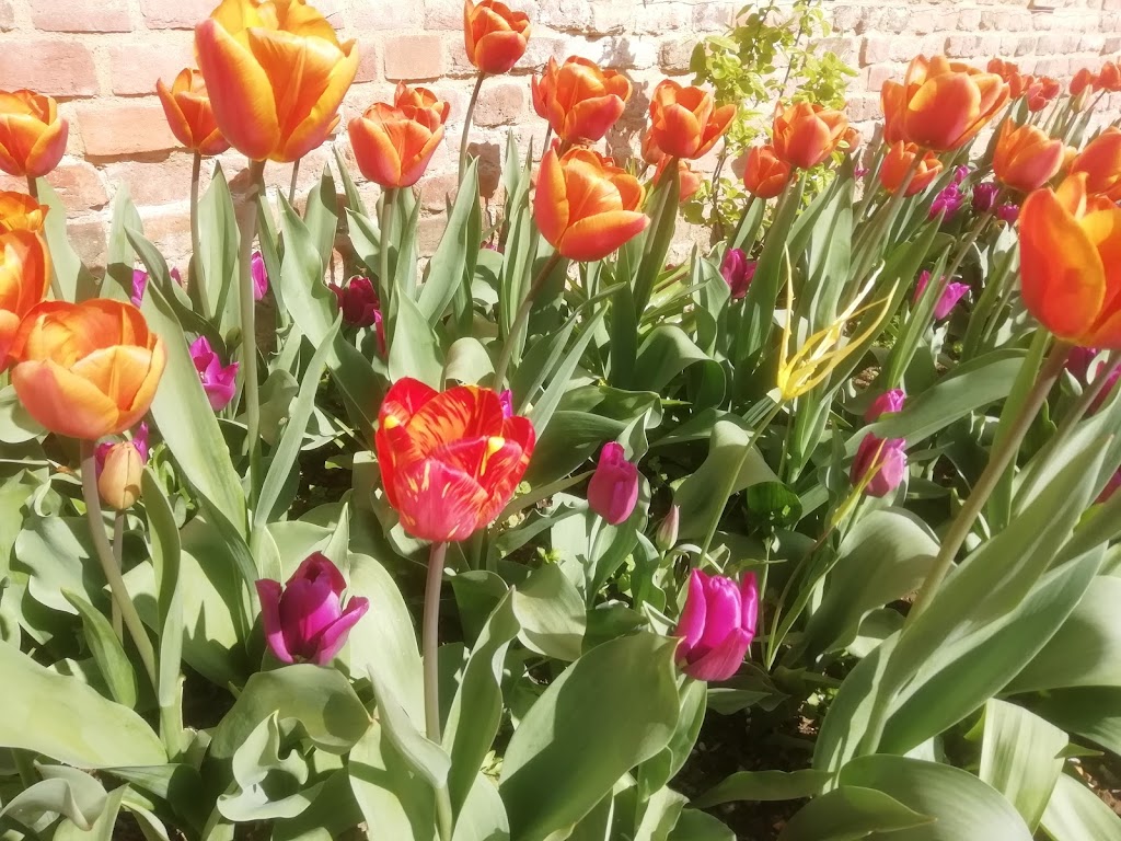 de Jager Bulbs