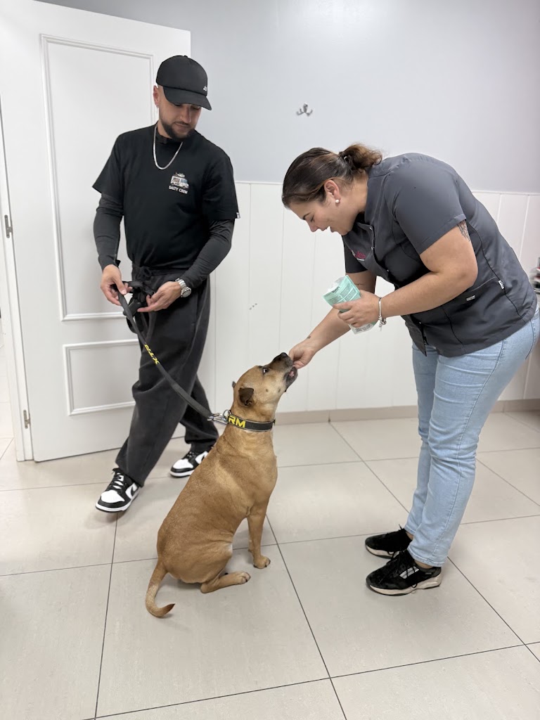 Clinica Veterinaria Alora | Chiclana — Perro