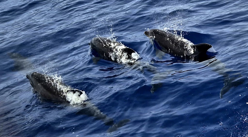 Blue M Boat Trips Puerto de Mogan