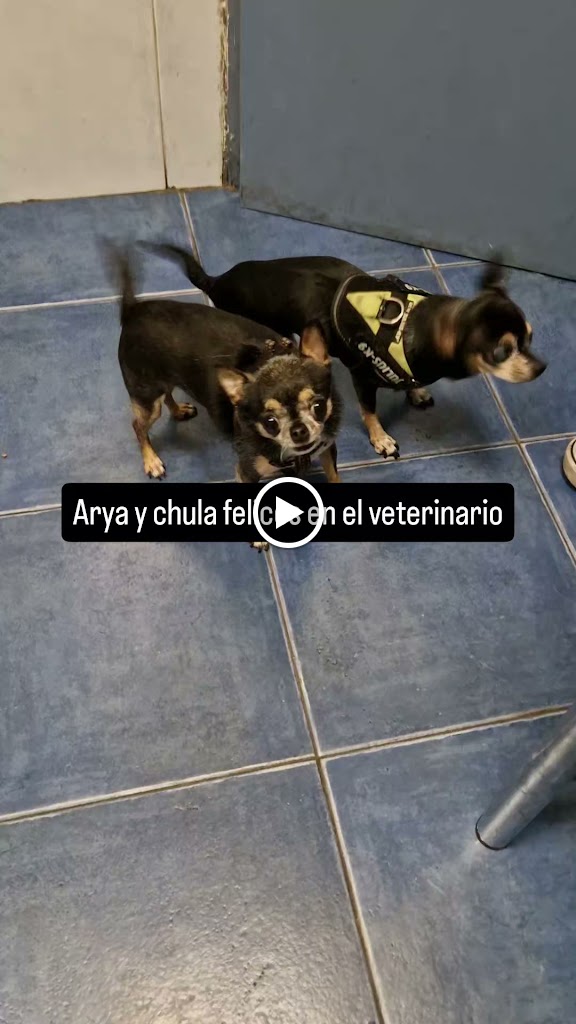 Clinica Veterinaria Don Felix — Videos