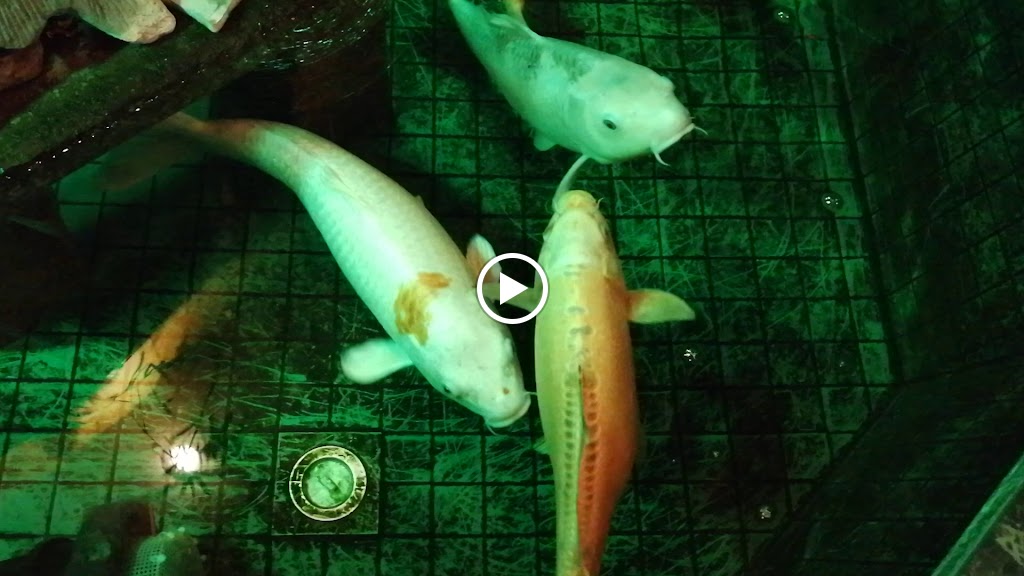 Videos