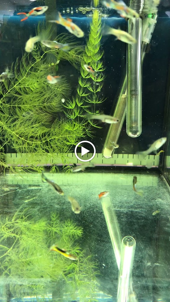 Pizzeria Capri — Videos