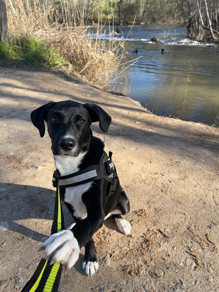 Hospital Veterinario Alcor — Perro