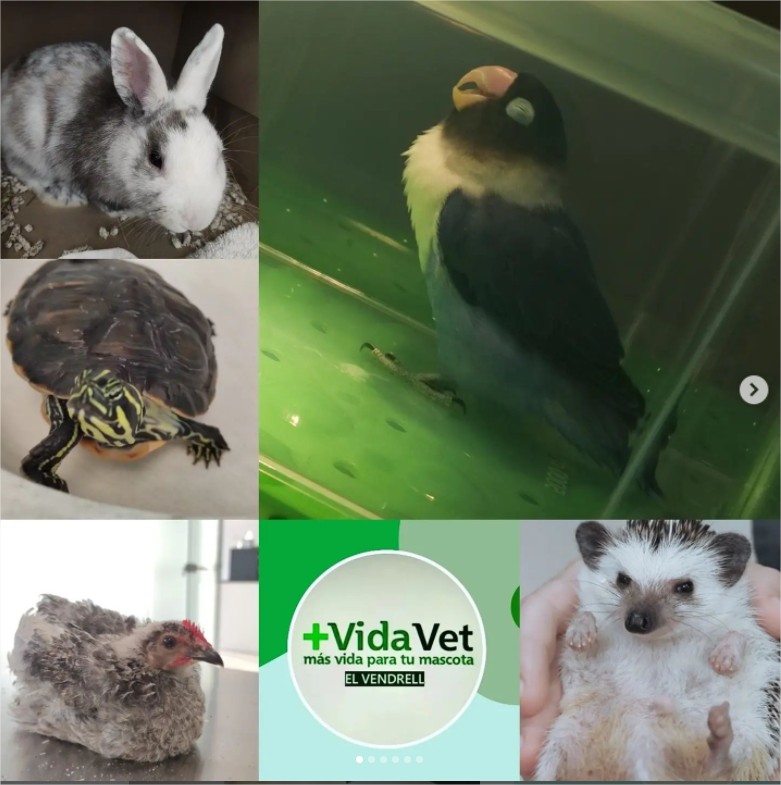 Clinica Veterinaria Vidavet El Vendrell — Del propietario