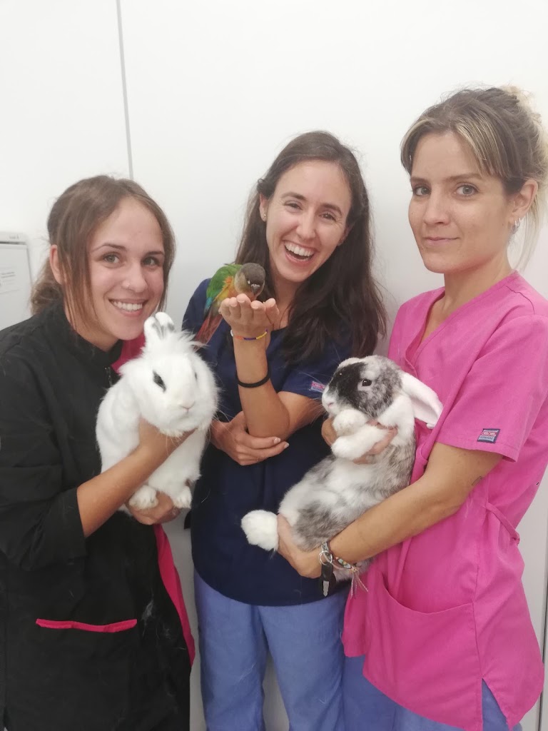 Clinica Veterinaria General de Barbera (Veterinario) — Conejo