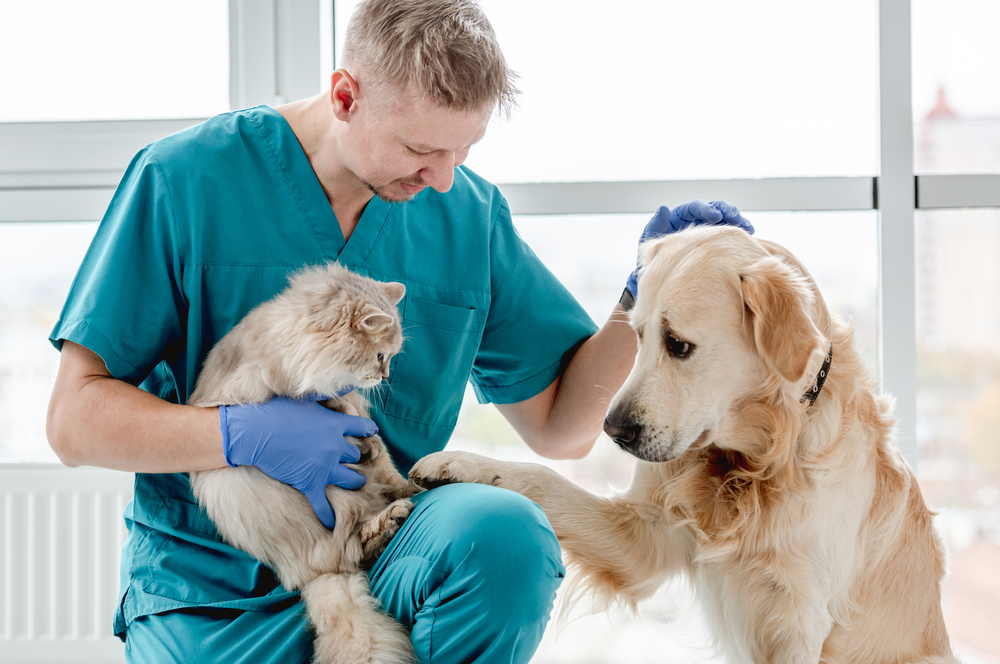Clinica Veterinaria Alcora — Del propietario