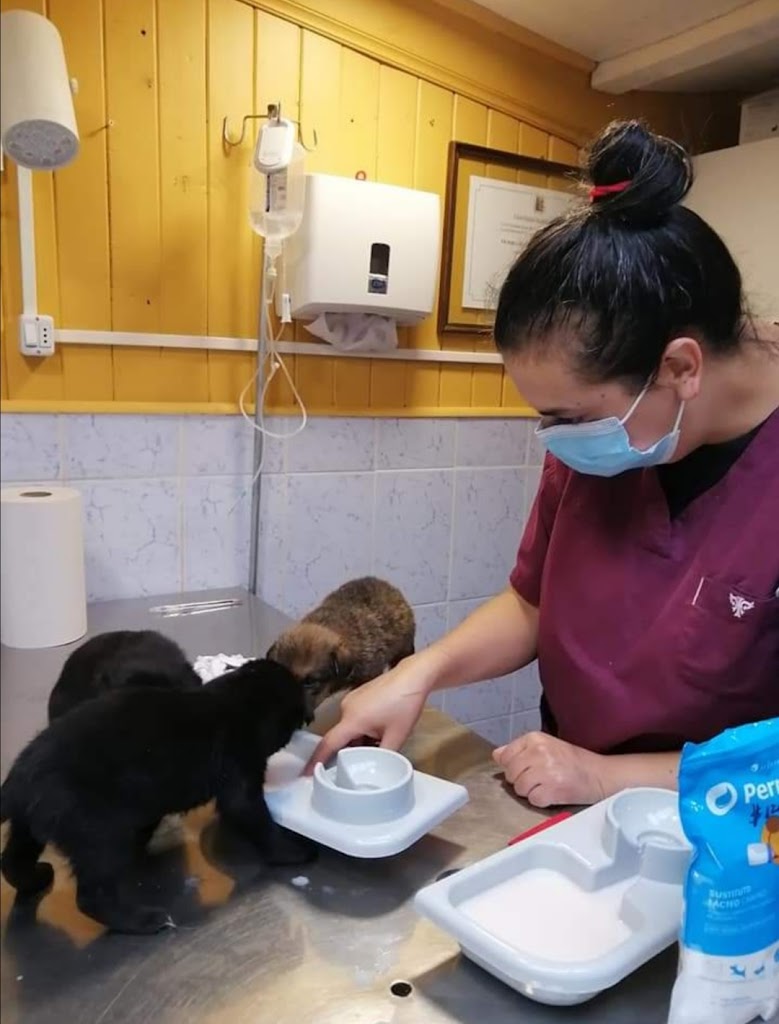 Veterinaria Nativa en Ancud