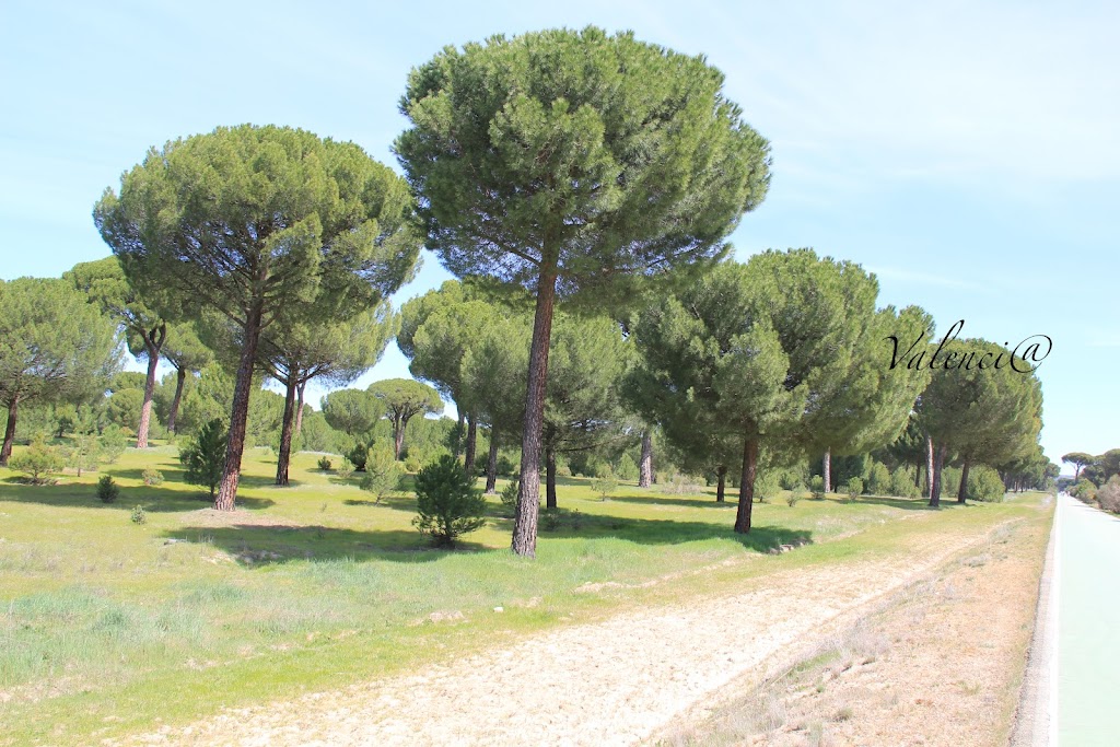 Sendero a la Ermita de Sacedon