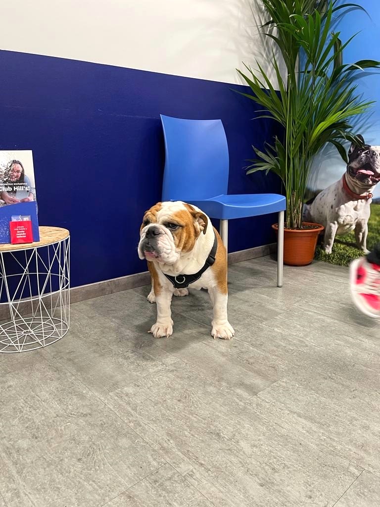 Clinica Veterinaria Tea San Anton Vigo — Perro