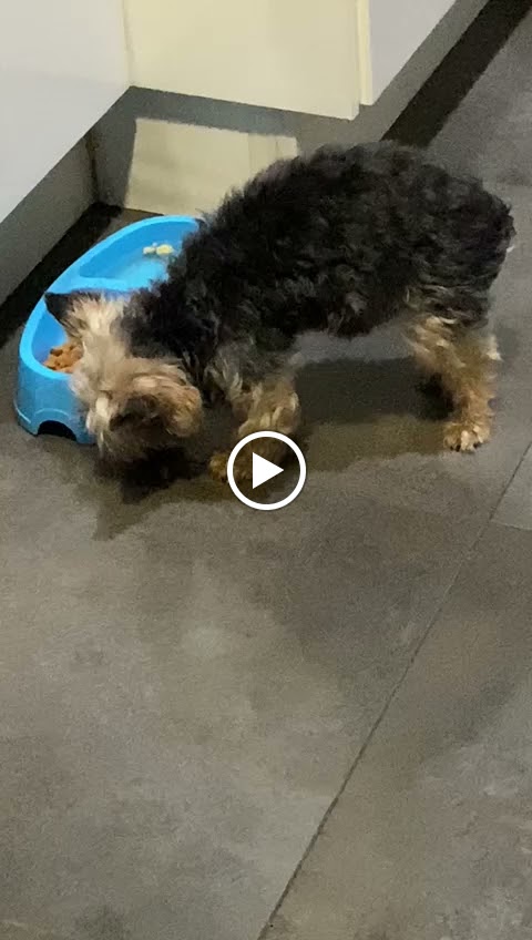 Clinica Veterinaria Basarrate — Videos