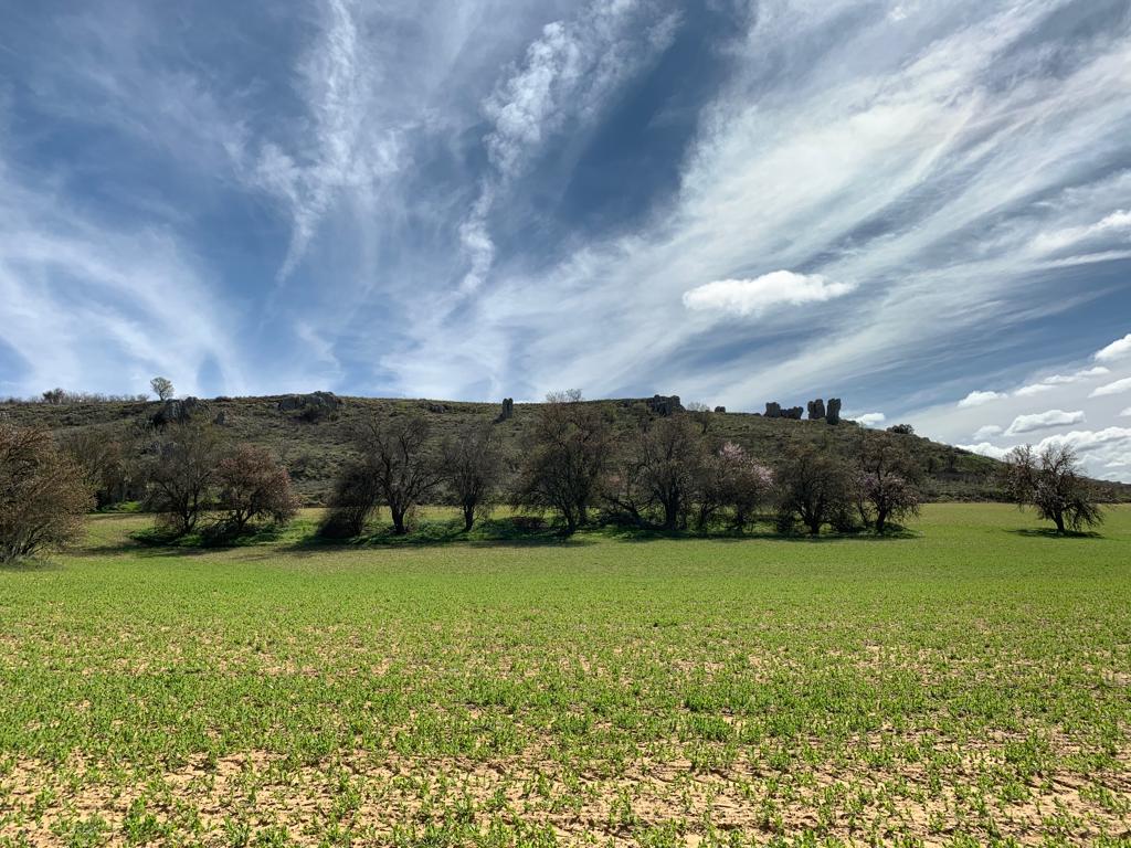Los Tesos