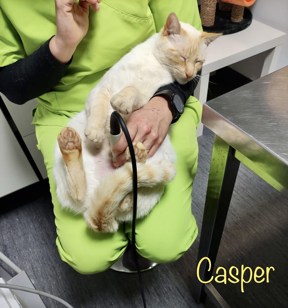 Clinica Veterinaria Animalitas