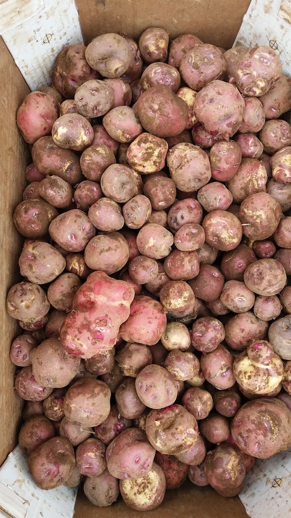 Finca Vina Maria — Comida y bebida