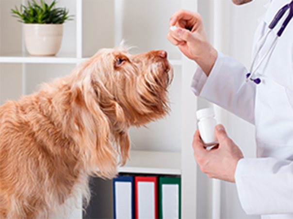 Centro Veterinario Dr. Deza — Del propietario