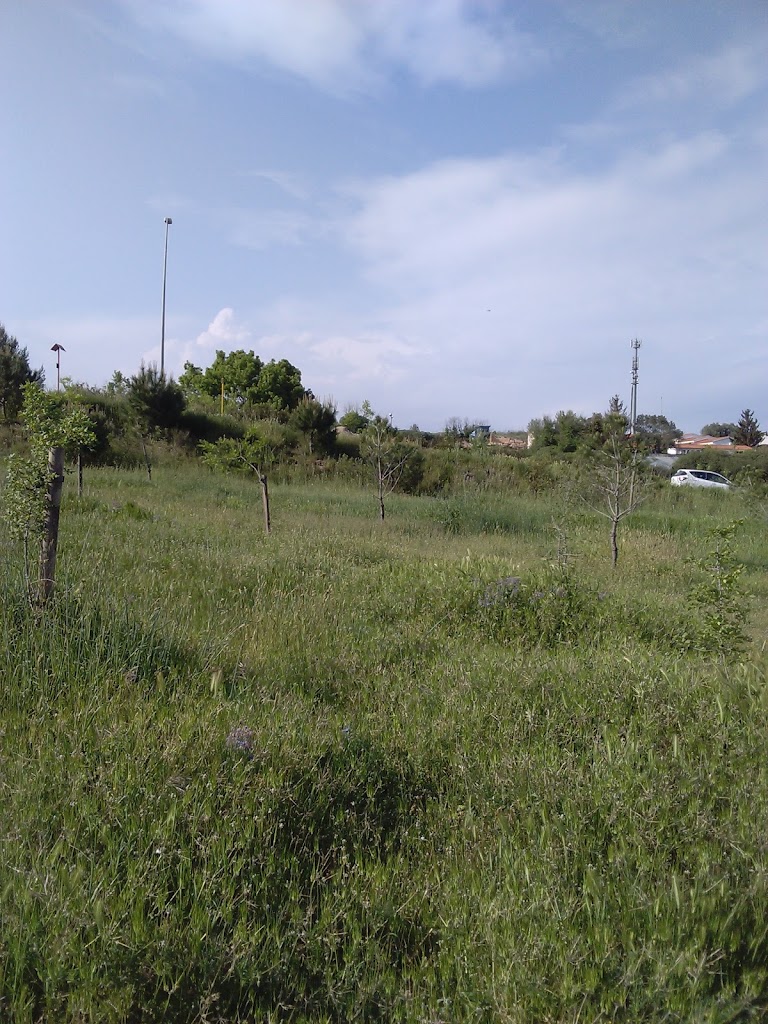 Ruta