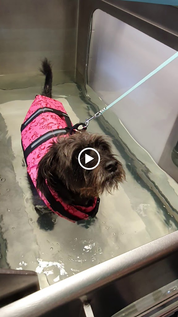 Centro Clinico Veterinario UNO + de la familia — Videos