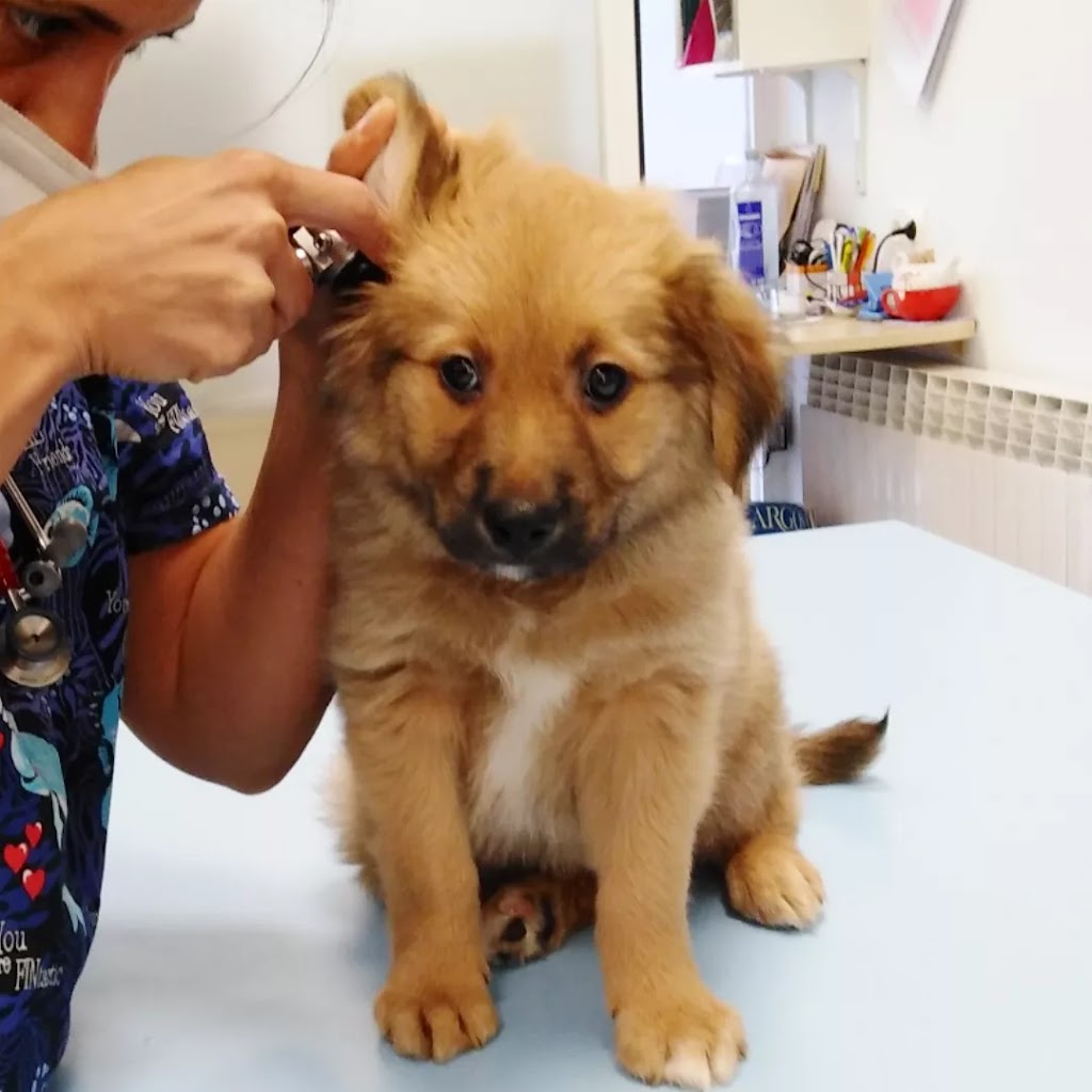 CLINICA VETERINARIA AUXO