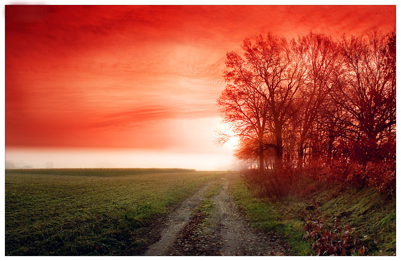 Redview Digital