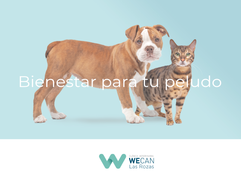 Clinica Veterinaria WECAN Las Rozas