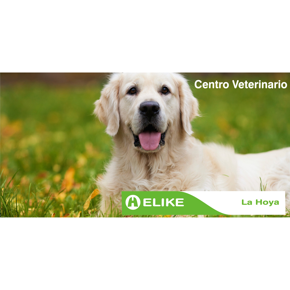 VETERINARIA HELIKE — Perro