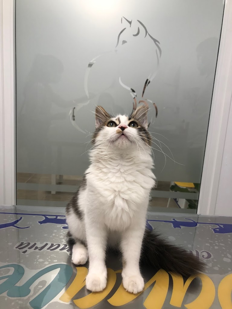 Danavet Clinica Veterinaria