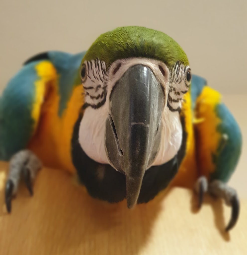 Vetpoint Clinica Veterinaria