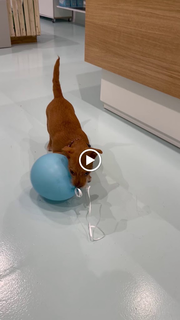 Fionetta - Veterinario en Elche — Videos