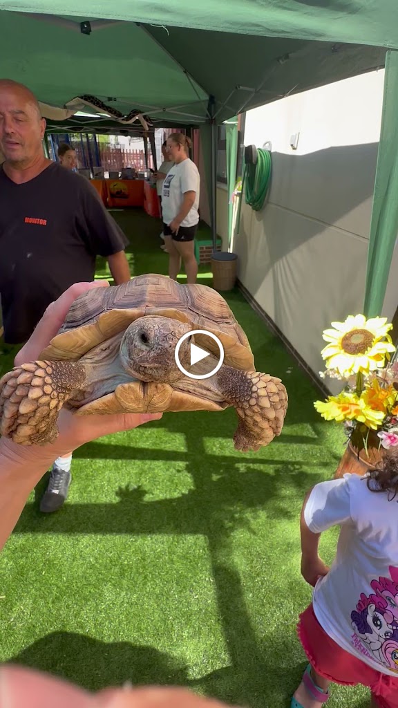 Rocking Kids English Nursery School — Videos