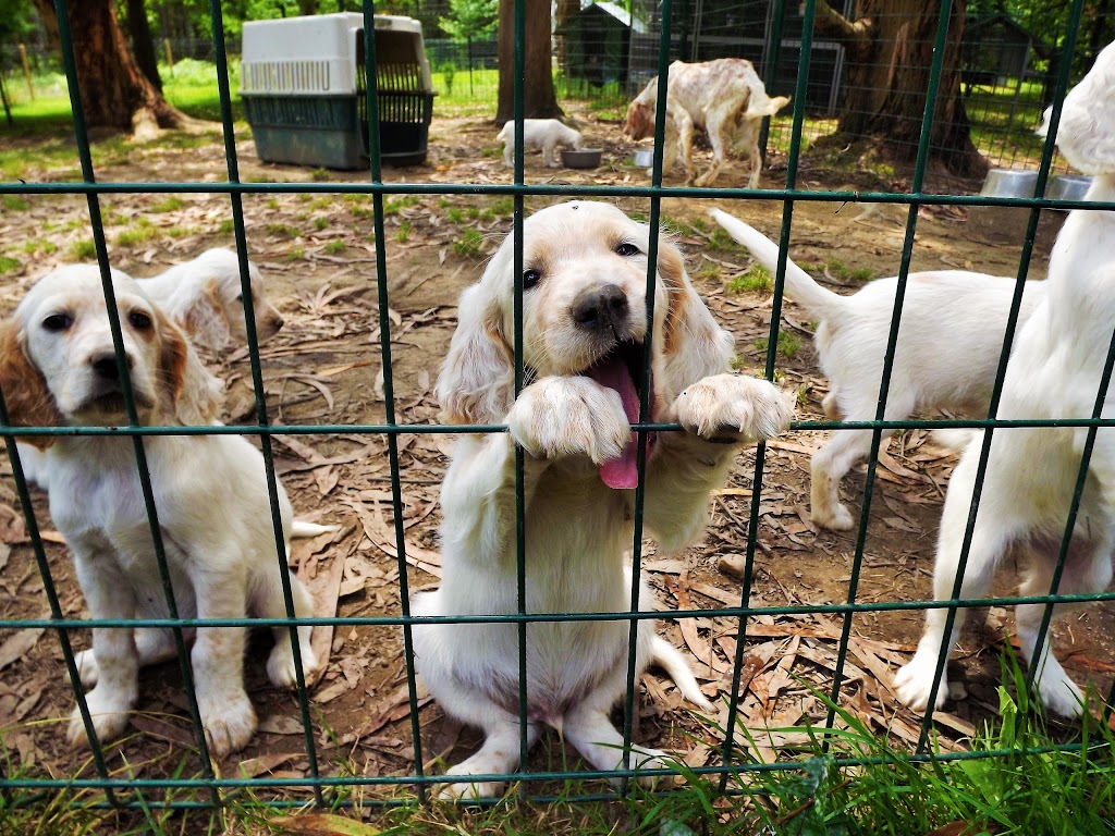 Centro clinico veterinario del Duranguesado — Del propietario