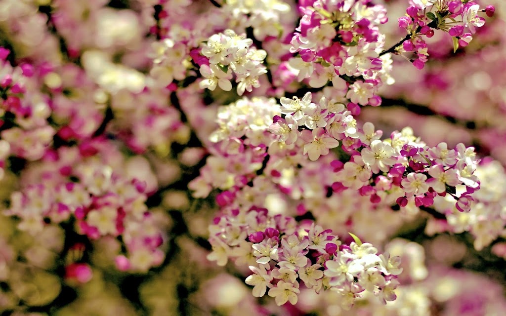 Limon Floral & Gifts