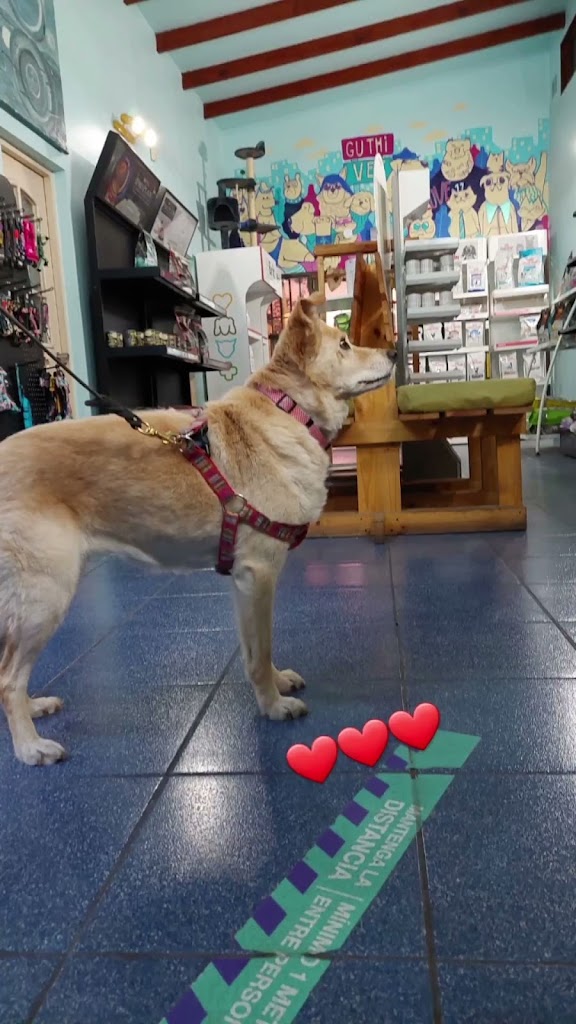 Perro