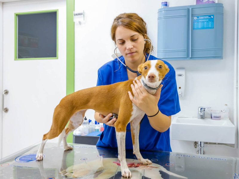 GIRAVET CENTRE VETERINARI — Perro